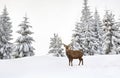 Winter landscape with sika deers  Cervus nippon, spotted deer  walking in the snow in fir forest and glade Royalty Free Stock Photo