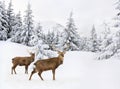 Winter landscape with sika deers  Cervus nippon, spotted deer  walking in the snow in fir forest and glade Royalty Free Stock Photo