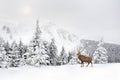 Winter landscape with sika deers ( Cervus nippon, spotted deer ) walking in the snow in fir forest Royalty Free Stock Photo