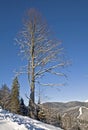 Winter landscape. Ski resort Bukovel.