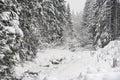 Winter landscape - small creek almost completely covered with snow, white coniferous trees both sides Royalty Free Stock Photo