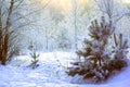 Winter landscape with small pine and frost-covered trees