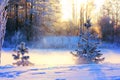 Winter landscape with a small pine and spruce