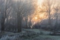 Winter Morning in Nederland