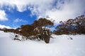 Winter landscape with snow