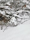 Winter landscape with snow covered branches and field Royalty Free Stock Photo