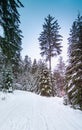 Winter landscape with snow covered fir trees and blue sky. Royalty Free Stock Photo
