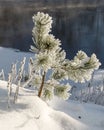 Winter landscape, snow-covered land, trees and fields, frosted small pine silhouette on the river bank, winter time