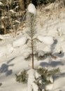 Winter landscape, snow-covered land, trees and fields, frosted small pine silhouette on the river bank, winter time