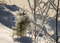 Winter landscape, snow-covered land, trees and fields, frosted small pine silhouette on the river bank, winter time