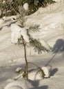 Winter landscape, snow-covered land, trees and fields, frosted small pine silhouette on the river bank, winter time