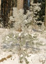 Winter landscape, snow-covered land, trees and fields, frosted small pine silhouette on the river bank, winter time