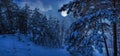 Winter landscape with snow covered pine and fir trees in a moon light at starry night. Panoramic view of coniferous forest near Royalty Free Stock Photo