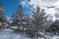 Winter landscape with snow-covered pine trees on a hill under a cloudy sky Royalty Free Stock Photo