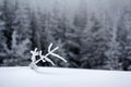 Winter landscape with snow covered small pine tree Royalty Free Stock Photo