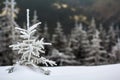 Winter landscape with snow covered small pine tree Royalty Free Stock Photo