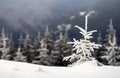 Winter landscape with snow covered small pine tree Royalty Free Stock Photo