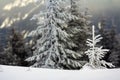 Winter landscape with snow covered small pine tree Royalty Free Stock Photo