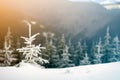 Winter landscape with snow covered small pine tree Royalty Free Stock Photo