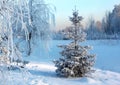 Winter landscape with snow-covered spruce Royalty Free Stock Photo