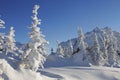 Winter landscape. Snow covered spruces Royalty Free Stock Photo