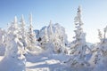 Winter landscape. Snow covered spruces Royalty Free Stock Photo