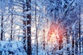 Winter landscape - snow-covered trees along the road in the rays of sunset Royalty Free Stock Photo