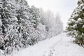 Snow covered trees in winter Royalty Free Stock Photo