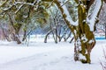 Winter landscape: snow-covered trees in a city park_ Royalty Free Stock Photo