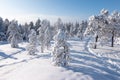 Winter landscape with snow covered trees in Finnish Lapland. Royalty Free Stock Photo