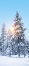 Winter landscape with snow covered trees in Finnish Lapland. Royalty Free Stock Photo