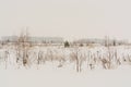 Winter landscape with snow covered trees