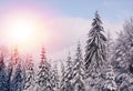 Winter landscape, snow covered trees in forest. Royalty Free Stock Photo