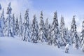 Winter landscape, snow-covered trees in the mountains. Karkonosze, Poland