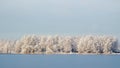 Winter landscape. Snow-covered trees on shore Royalty Free Stock Photo