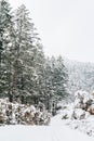 Odaesan mountain winter snowy forest in Pyeongchang, Korea Royalty Free Stock Photo