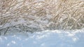 Winter landscape with snow covered wood shrubs branches and fluffy snowdrift of fresh fallen snow in clear winter day Royalty Free Stock Photo