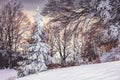 Winter landscape of snow fir tree and spruce forest at sunrise Royalty Free Stock Photo