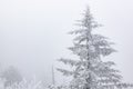 Rime Ice Clingman`s Dome Royalty Free Stock Photo