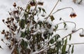 Winter landscape, snow in nature. Flowers and snow overed dry grass, winter, flowers in the snow, plants, snowy background. Frozen Royalty Free Stock Photo