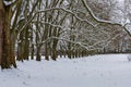 Winter landscape with snow. Snow-covered sycamore alley. Straznice - Czech Republic