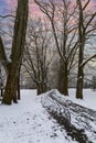 Winter landscape with snow. Snow-covered sycamore alley. Straznice - Czech Republic