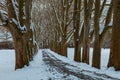 Winter landscape with snow. Snow-covered sycamore alley. Straznice - Czech Republic