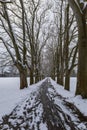 Winter landscape with snow. Snow-covered sycamore alley. Straznice - Czech Republic