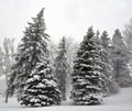 Winter landscape during snow storm Royalty Free Stock Photo