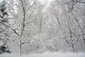 Winter landscape during snow storm Royalty Free Stock Photo