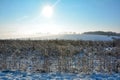 Winter Landscape with snow, teasel, sun and blue sky in the morning Royalty Free Stock Photo