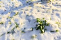 Winter landscape. Snow texture. Field with green grass and snow. Royalty Free Stock Photo