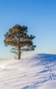 Winter landscape with snow and tree Royalty Free Stock Photo