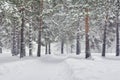 Winter landscape during a snowfall. beautiful alley with pine trees in the park Royalty Free Stock Photo